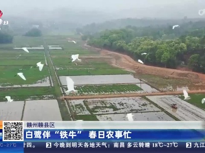 赣州赣县区：白鹭伴“铁牛” 春日农事忙