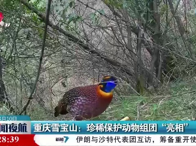 重庆雪宝山：珍稀保护动物组团“亮相”