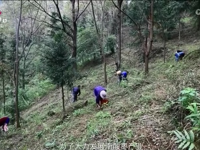 稻花香里20230419 【一颗酸枣的奇迹】江西省林业局良种良法推广纪实