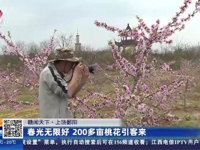 【赣闻天下】上饶鄱阳：春光无限好 200多亩桃花引客来