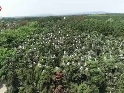 人间四月天 鹭鸟舞翩跹