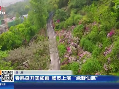 重庆：春鹃盛开美如画 城市上演“绿野仙踪”