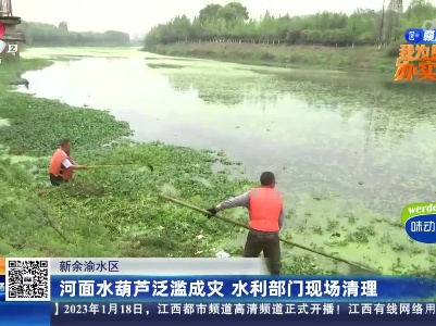 新余渝水区：河面水葫芦泛滥成灾 水利部门现场清理