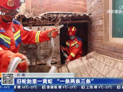 云南：旧轮胎里一窝蛇 “一条两条三条”