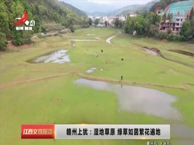 赣州上犹：湿地草原 绿草如茵繁花遍地