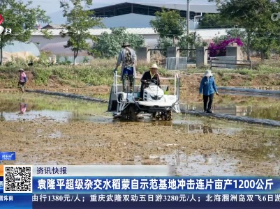 袁隆平超级杂交水稻蒙自示范基地冲击连片亩产1200公斤