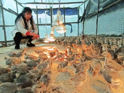 宜春水江：村民致富有方法 散养土鸡受欢迎