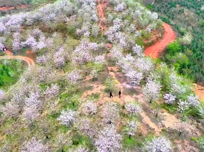 江西乐平：荒山变花园  万株樱花引客来