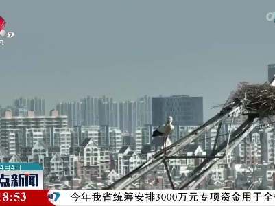 东方白鹳电塔筑巢 电力线路穿“防护衣”