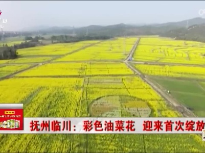 抚州临川：彩色油菜花 迎来首次绽放