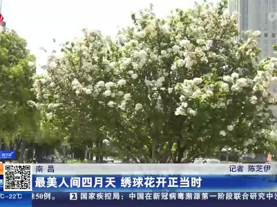 南昌：最美人间四月天 绣球花开正当时