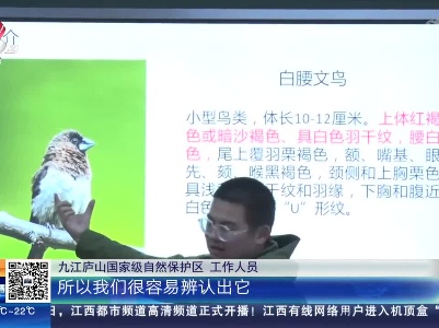 【第42届爱鸟周】庐山国家级自然保护区鸟类增至262种
