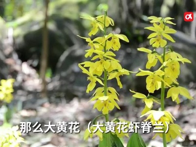 野外引种四年后 这株极危植物在江西官山群居安家