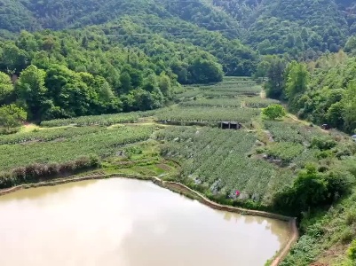 江西浮梁：桑葚紫了 酸酸甜甜好味道