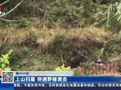 赣州兴国：上山扫墓 突遇野猪袭击
