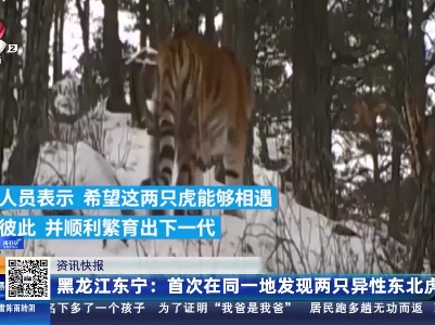 黑龙江东宁：首次在同一地发现两只异性东北虎