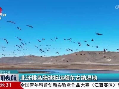北迁候鸟陆续抵达额尔古纳湿地