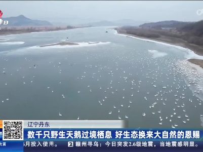 辽宁丹东：数千只野生天鹅过境栖息 好生态换来大自然的恩赐