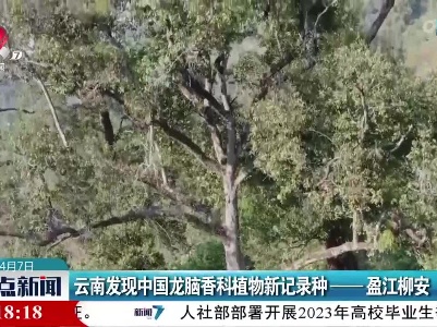 云南发现中国龙脑香科植物新记录种——盈江柳安