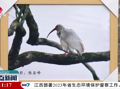 爱鸟护鸟 守护生态