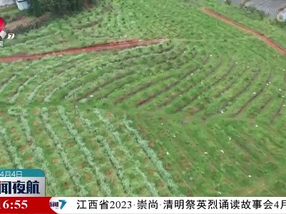 南丰：广种绿肥 推进柑桔“三园”品质提升