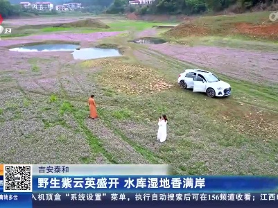 吉安泰和：野生紫云英盛开 水库湿地香满岸