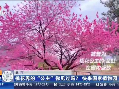 北京：桃花界的“公主”你见过吗？ 快来国家植物园