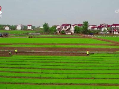 全省早稻栽插接近尾声 种植面积保持稳定