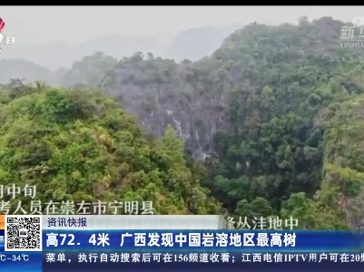 高72.4米 广西发现中国岩溶地区最高树