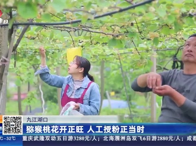 九江湖口：猕猴桃花开正旺 人工授粉正当时