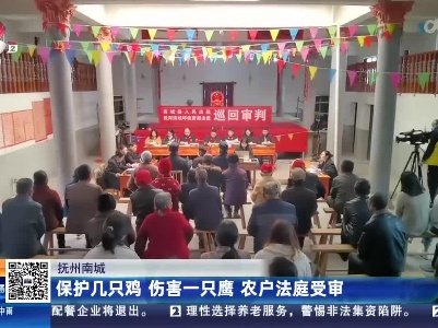 抚州南城：保护几只鸡 伤害一只鹰 农户法庭受审