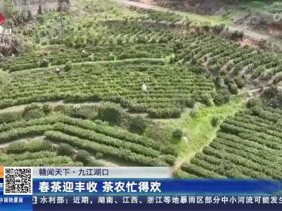 【赣闻天下】九江湖口：春茶迎丰收 茶农忙得欢