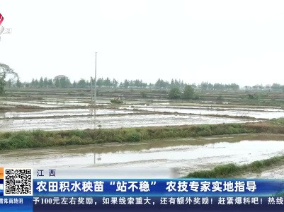 江西：农田积水秧苗“站不稳” 农技专家实地指导