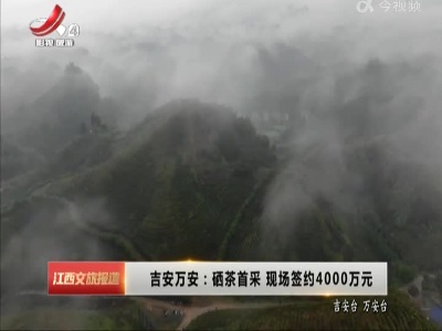 吉安万安：硒茶首采 现场签约4000万元