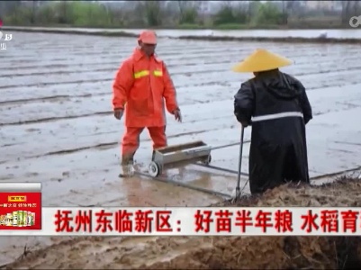抚州东临新区：好苗半年粮 水稻育种忙