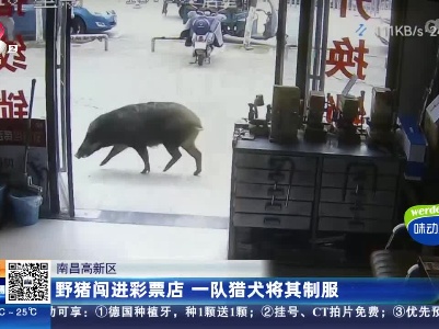 南昌高新区：野猪闯进彩票店 一队猎犬将其制服