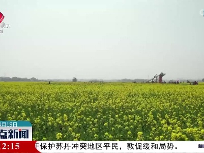 【油菜育种新突破】多措并举 江西全面完成100万亩油菜扩种