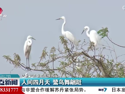 人间四月天 鹭鸟舞翩跹