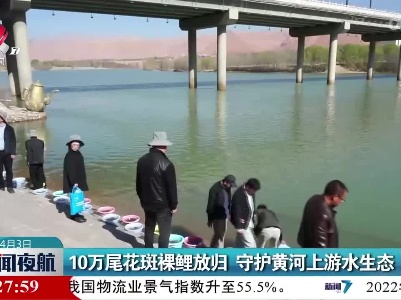 10万尾花斑裸鲤放归 守护黄河上游水生态