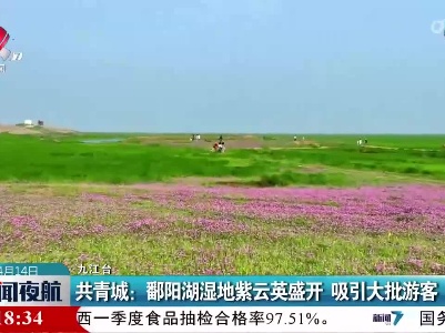 共青城：鄱阳湖湿地紫云英盛开 吸引大批游客