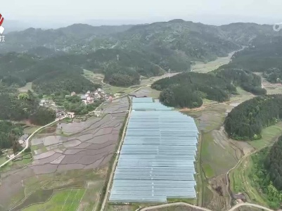 “绿色”耕种：科技种菜 绿色畅销