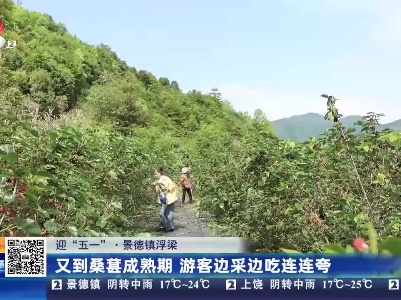 【迎“五一”】景德镇浮梁：又到桑葚成熟期 游客边采边吃连连夸