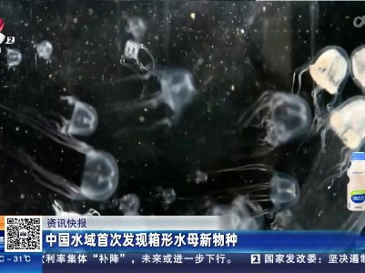 中国水域首次发现箱形水母新物种