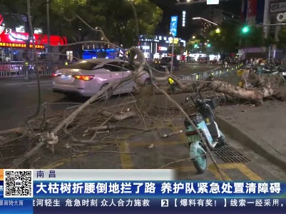 南昌：大枯树折腰倒地拦了路 养护队紧急处置清障碍