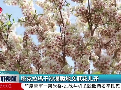 塔克拉玛干沙漠腹地文冠花儿开