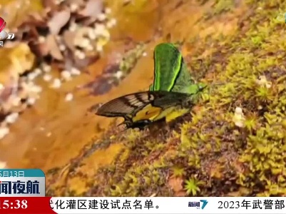 【珍稀动物频现 江西生态独好】我省首次发现野生金斑喙凤蝶雌蝶活体