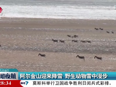 阿尔金山迎来降雪 野生动物雪中漫步