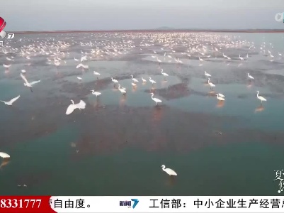 夏候鸟来“换班”