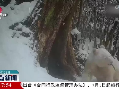 四川卧龙多次拍到白色大熊猫活动影像
