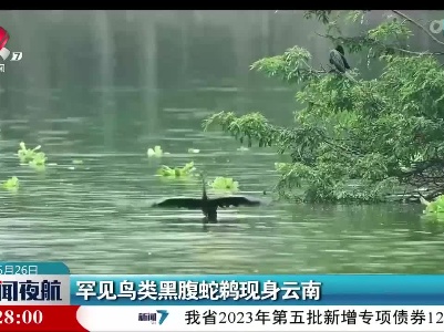 罕见鸟类黑腹蛇鹈现身云南